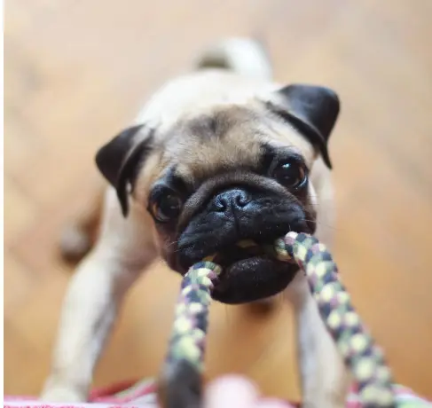 Blog- Teething puppy and how to stop it. West Country Pets