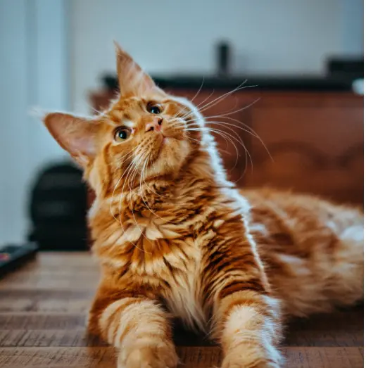 Indoor Cat keeping. West country pets. Ginger Maine coon cat