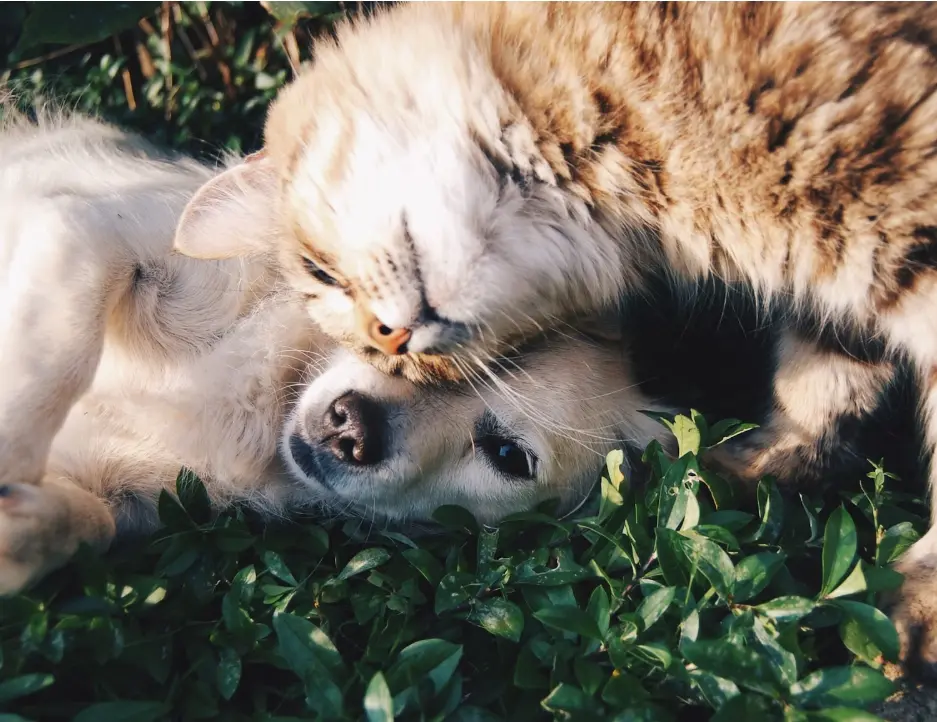 Cat & Dog playing in grass