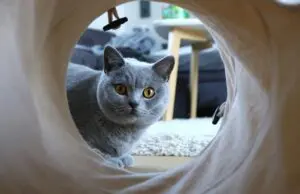 cat in tunnel BSH