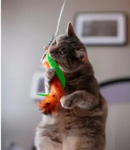 cat playing with dangler toy 