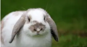 Lop earred rabbit grey and white