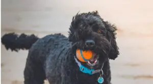 Black cockerpoo with Chuckit ball