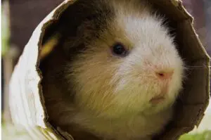 Guinea pig in tunnel 