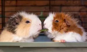 Guinea pigs sharing food 