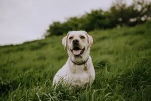 Kennel cough dog blog, yellow Labrador in field