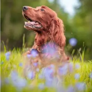 Pet Wellness & Supplements