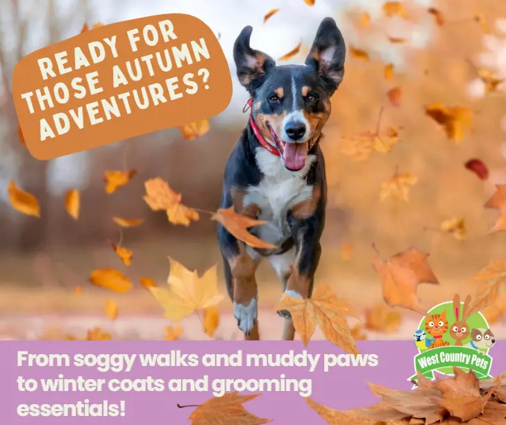 15 Autumn Dog-Walking Tips for Pet Parents