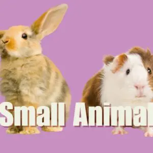 Small Animals