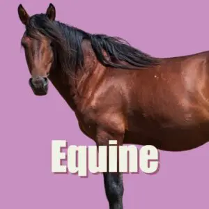 Equine