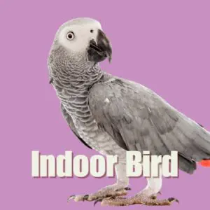 Indoor Bird