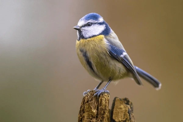 blue-tit