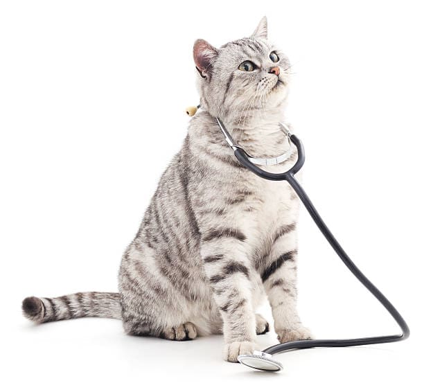 cat-with-phonendoscope-isolated-on-white-background