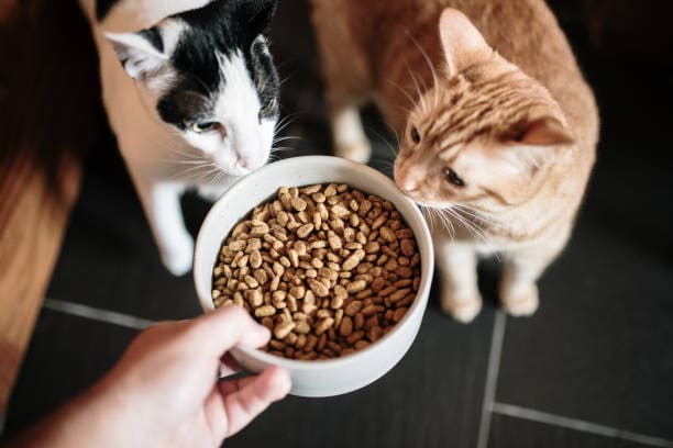 a-large-bowl-with-cat-food-and-two-curious-cats-looking-at-it