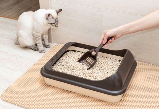 cat-litter