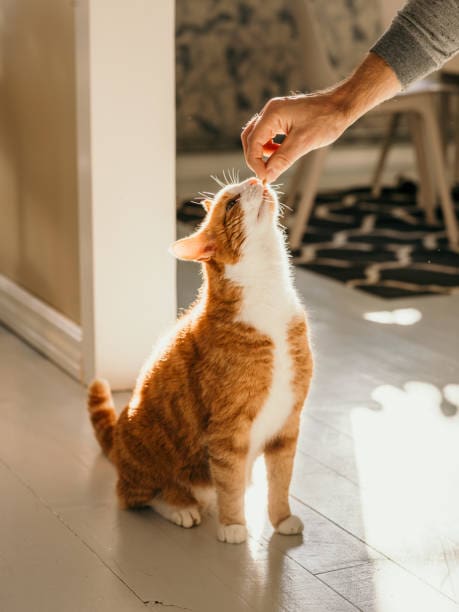 cat-getting-cat-treatsphoto-taken-indoors-in-sunlight