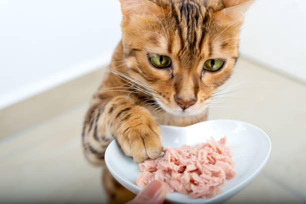 a-hungry-bengal-cat-reaches-for-food-with-its-paw