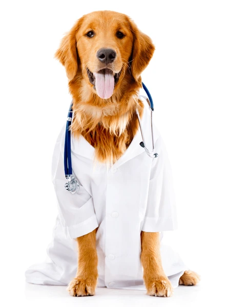 dog-doctor