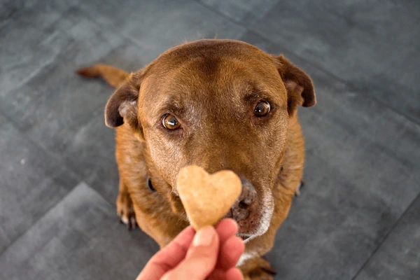 dog-treats