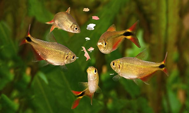 eating-aquarium-fish-swarm-buenos-aires-tetra-aquarium-fish-eating-flake-food