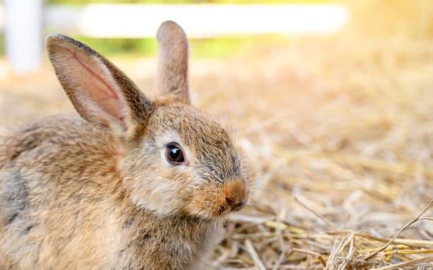 cute-brown-rabbit-bunny-domestic-pet-on-straw-rabbit-farm