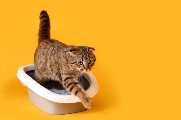 cat-litter-tray