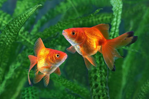 goldfish-aquarium-a-fish-on-the-background-of-aquatic-plants