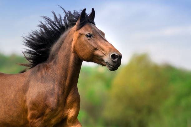 bay-stallion-with-long-mane-portrait-in-motion-close-up