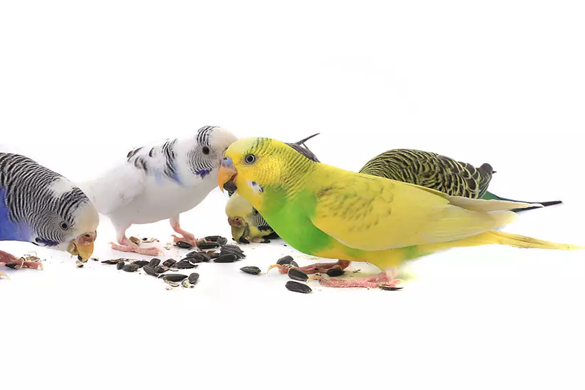 indoor-bird-feeding