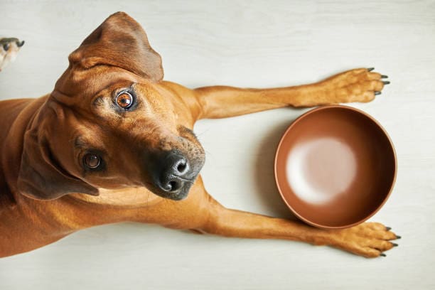 dog-and-bowl