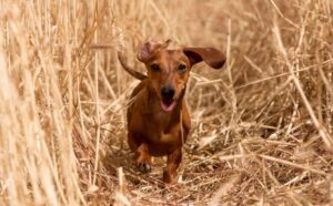 dachshund running through field