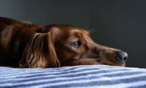 Kennel cough information, dog lying on bed