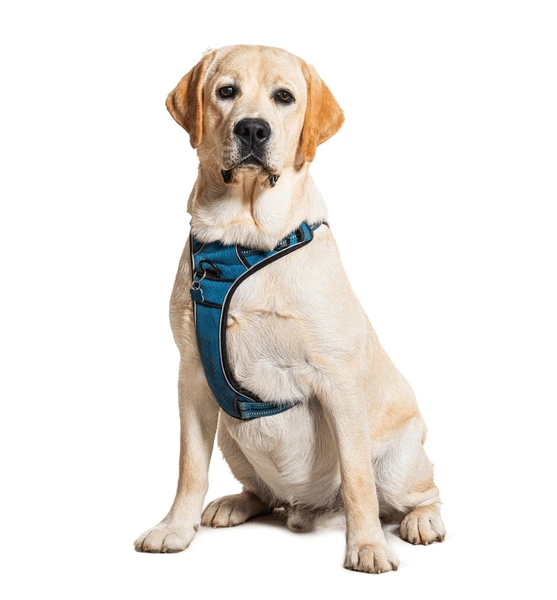 dog-harness