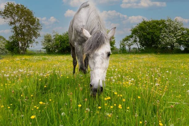 horse-field-2