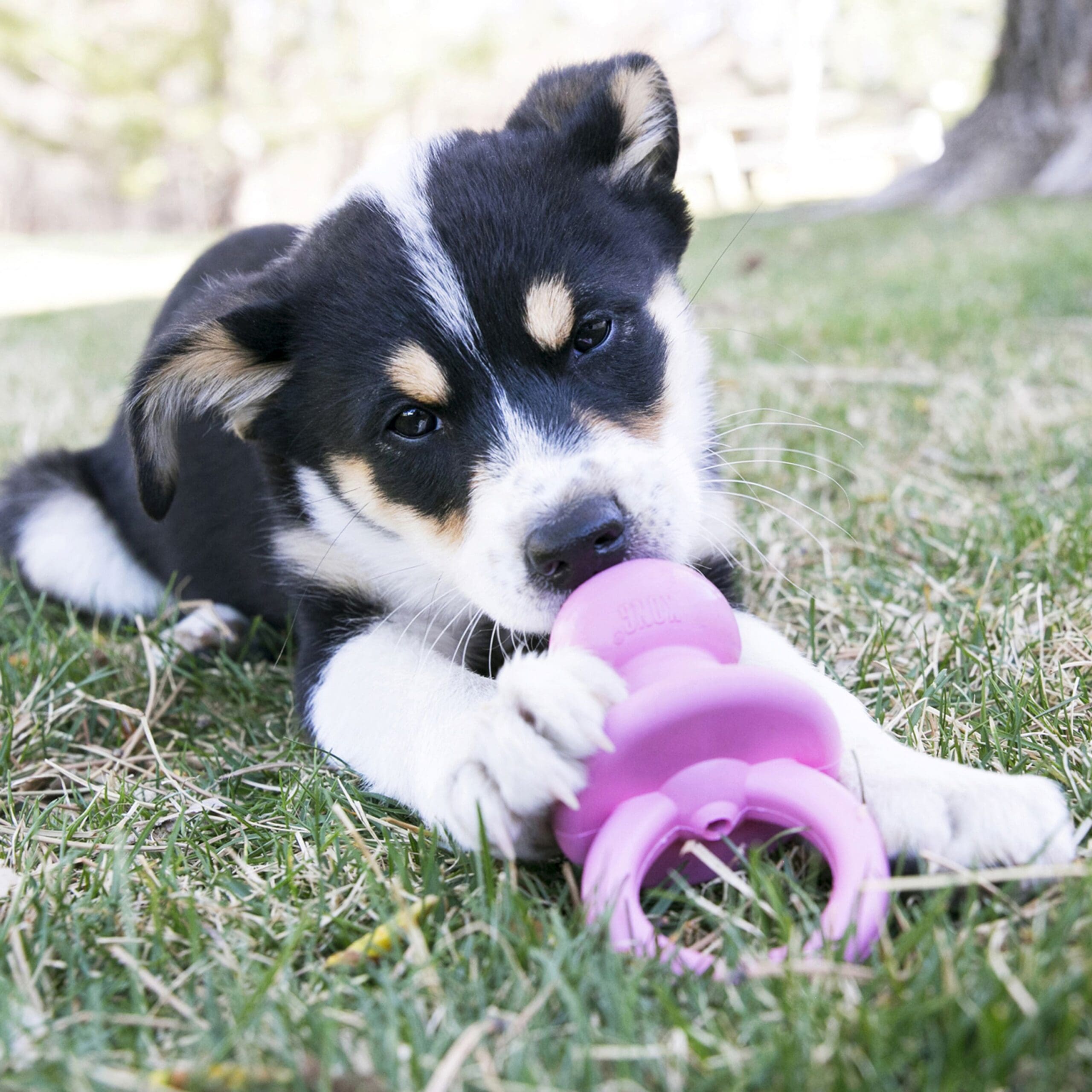 Kong Puppy Binkie Toy