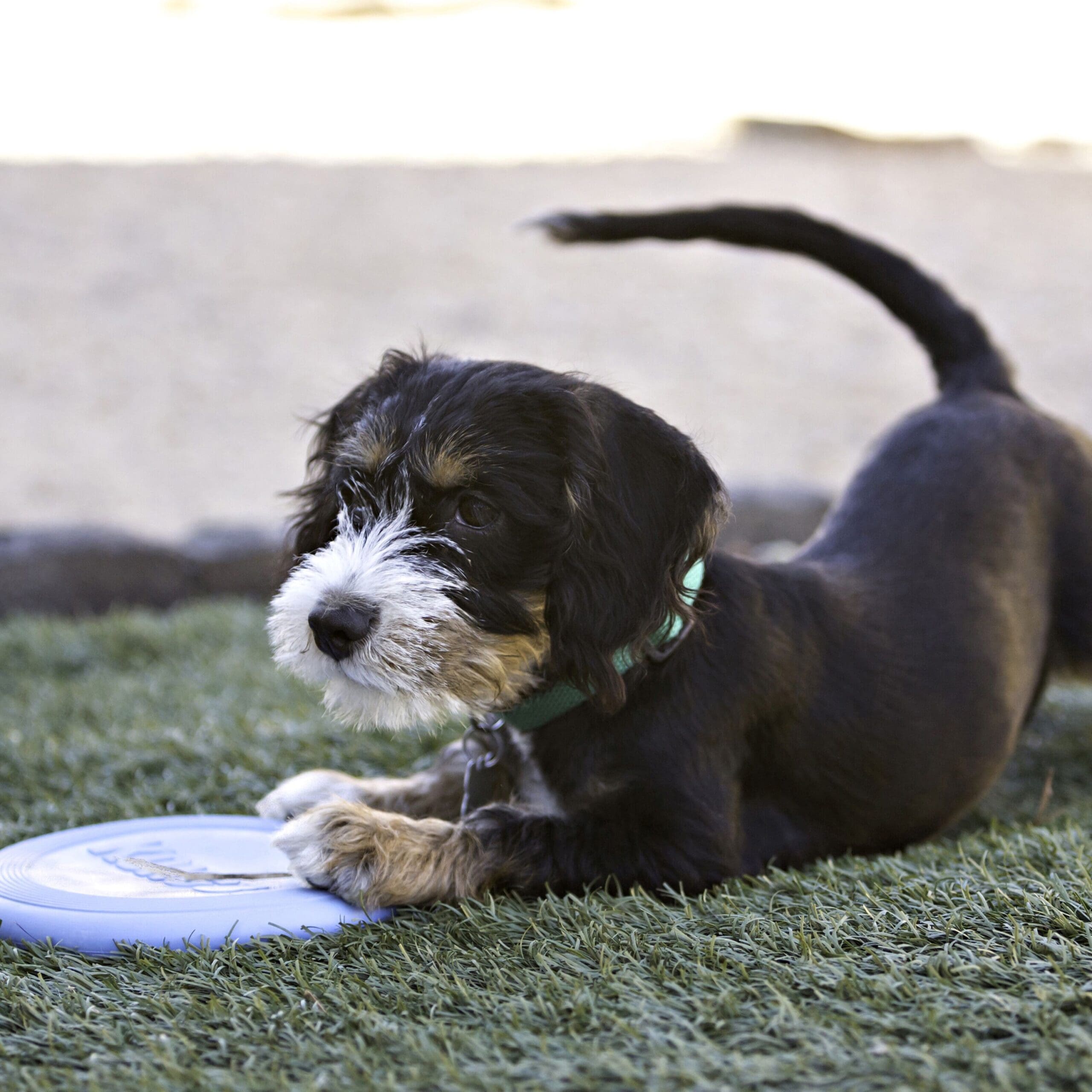 Kong Puppy Flyer Disc