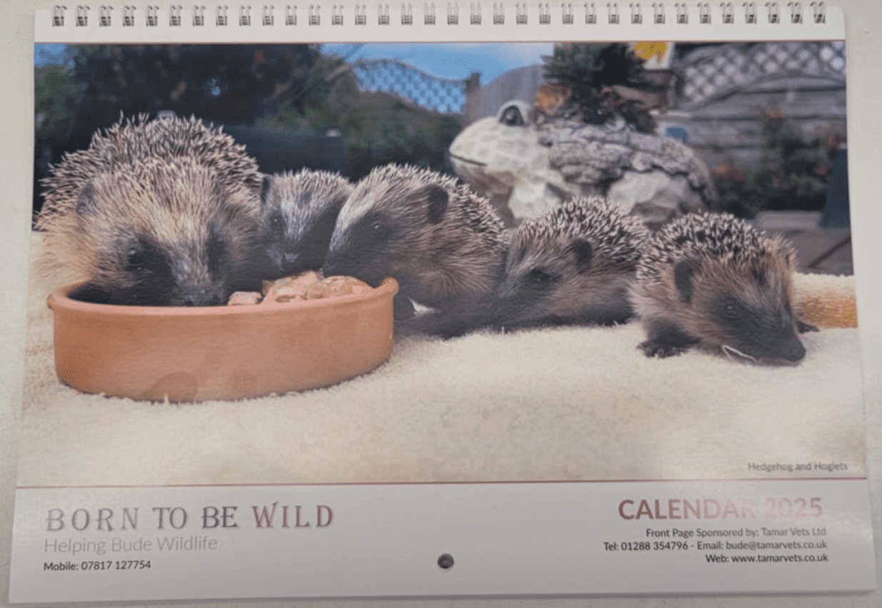 Born To Be Wild Wall Calendar 2025