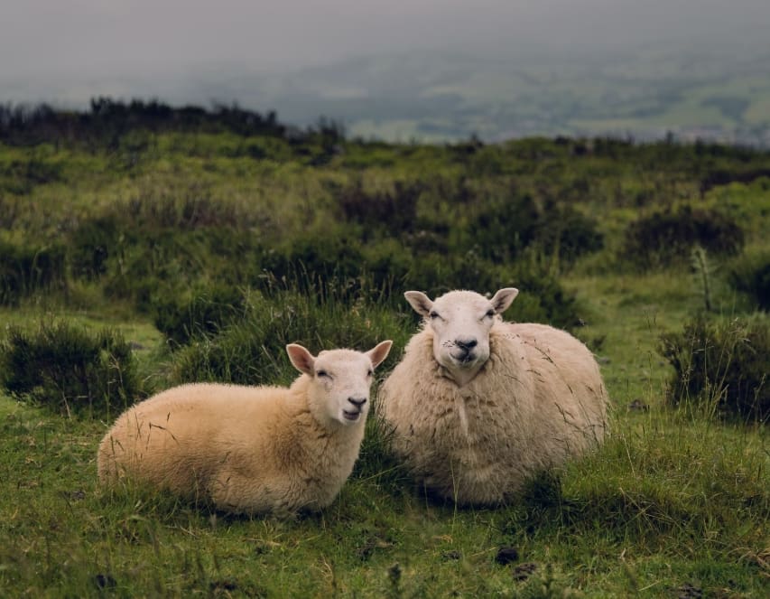 Importance of Keeping Dogs Under Control During Lambing and Nesting Season