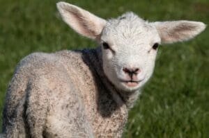 Keeping dogs on a lead near livestock