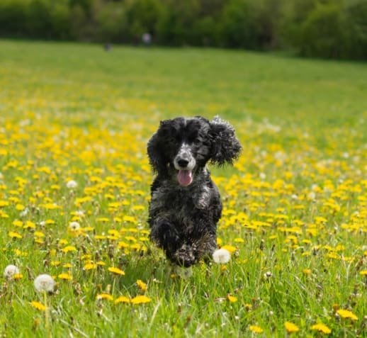 Enjoying Spring Adventures with Your Pets. flea, ticks, worms, adders