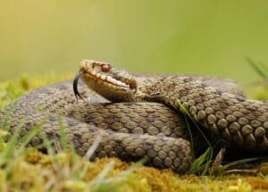 Wild life trust image adder 