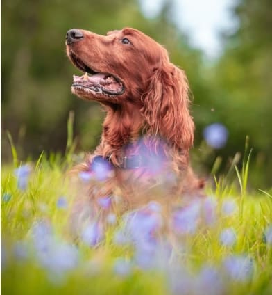 Healthy Herbal Support. pet wellness and supplements