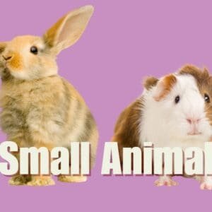 Small Animals