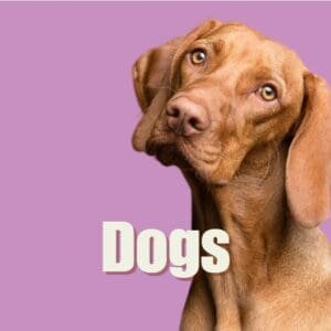 Dogs