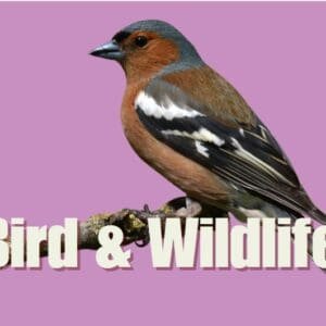 Bird & Wildlife
